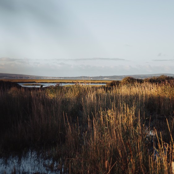 Seaside, ponies and Forest Trails