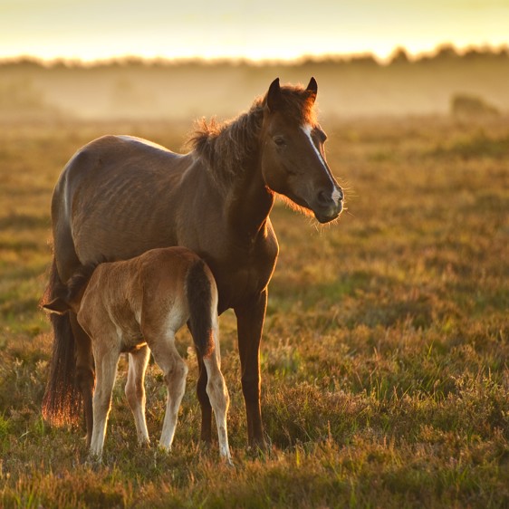 Seaside, ponies and Forest Trails